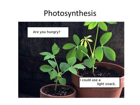 Photosynthesis. By the end of this class you should understand: How energy may be stored in chemical bonds Electron transport as a means of transforming.