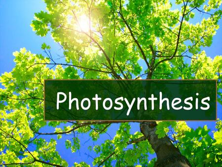 Photosynthesis. I.Photosynthesis A.Process that traps light energy & uses it for carbohydrate synthesis or creation. B.Phototrophs - both plants and bacteria.