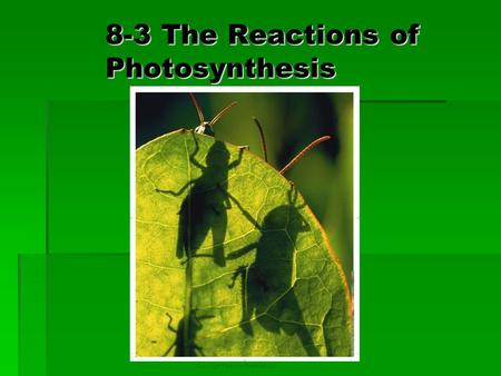 8-3 The Reactions of Photosynthesis