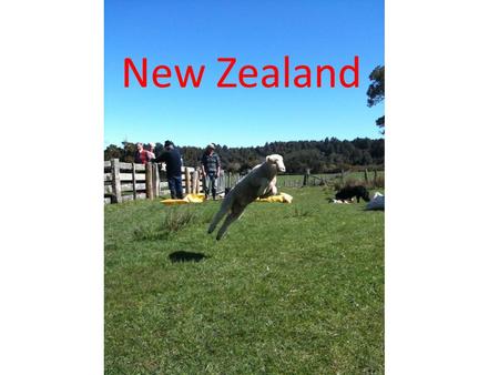 New Zealand By Alice New Zealand. Prime minister The prime minister of New Zealand is John Key. There has just been an election and he has been re-elected.