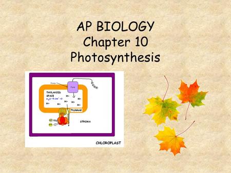 AP BIOLOGY Chapter 10 Photosynthesis