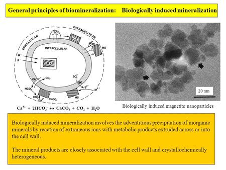 20 nm Biologically induced magnetite nanoparticles