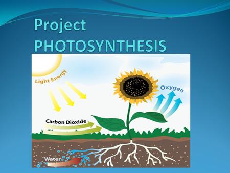 FOOD FROM THE SUN animals eat plants to get energy, other animals eat these animals, plants produce their own food from the sun.