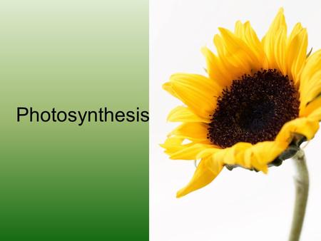 Photosynthesis. Energy for Life What are autotrophs? Why are they important?