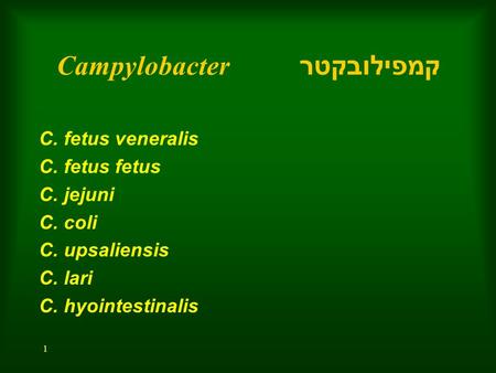 קמפילובקטר Campylobacter