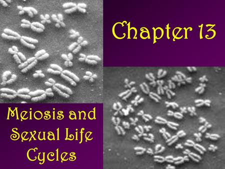 Meiosis and Sexual Life Cycles