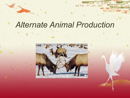 Alternate Animal Production Alternative Animal Agriculture = is the production of animals other than the traditional agriculture animals such as cattle,