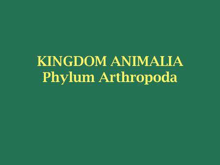 KINGDOM ANIMALIA Phylum Arthropoda