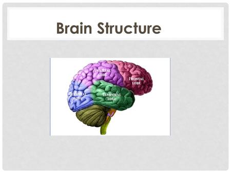 Brain Structure. HINDBRAIN structures in the top part of the spinal cord, controls basic biological functions that keep us alive.