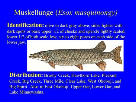 Muskellunge (Esox masquinongy) Identification: olive to dark gray above, sides lighter with dark spots or bars; upper 1/2 of cheeks and opercle lightly.