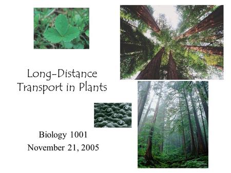 Long-Distance Transport in Plants Biology 1001 November 21, 2005.