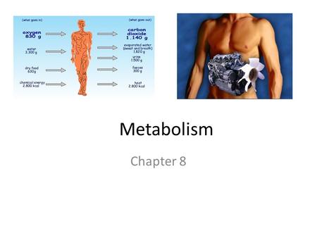 Metabolism Chapter 8.