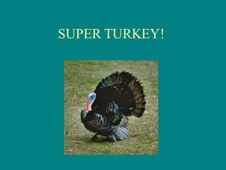 SUPER TURKEY!.