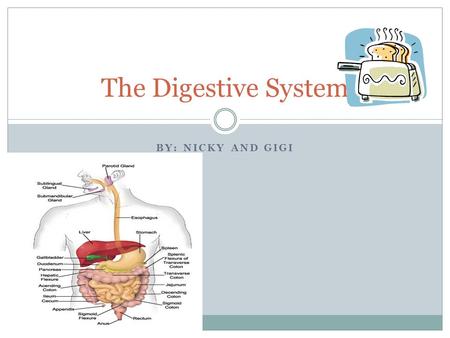 BY: NICKY AND GIGI The Digestive System. Food The digestive system starts when you take a bite of food. The minute you swallow a bite of food, the digestive.