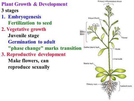 Plant Growth & Development