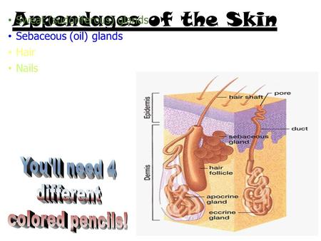 Appendages of the Skin You'll need 4 different colored pencils!