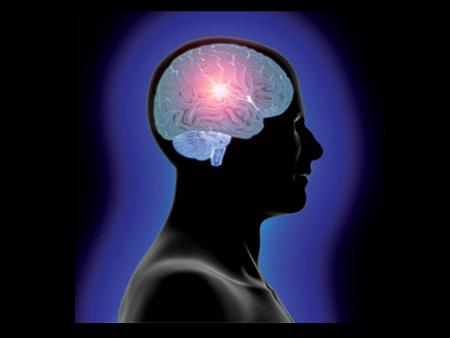 Homunculus Brain Areas: Cerebrum – Largest area involved with higher order functions Cerebellum – Coordination of muscle activity Medulla oblongata –