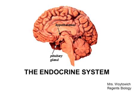 THE ENDOCRINE SYSTEM Mrs. Woytowich Regents Biology.