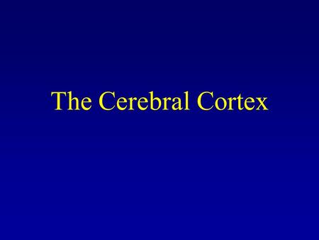 The Cerebral Cortex. The Evolving Brain Different animal species have many structures in common, including a cerebellum and cortex. The cortex is much.