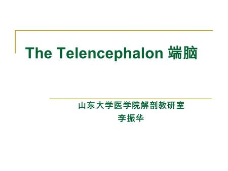 The Telencephalon 端脑 山东大学医学院解剖教研室 李振华.