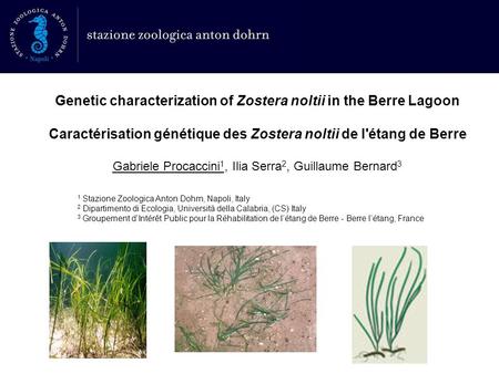 Genetic characterization of Zostera noltii in the Berre Lagoon Caractérisation génétique des Zostera noltii de l'étang de Berre Gabriele Procaccini 1,