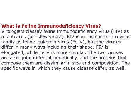 What is Feline Immunodeficiency Virus? Virologists classify feline immunodeficiency virus (FIV) as a lentivirus (or slow virus). FIV is in the same retrovirus.