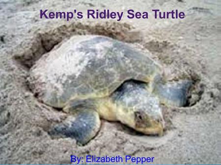 Kemp's Ridley Sea Turtle