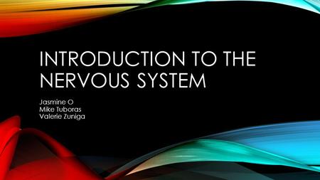 INTRODUCTION TO THE NERVOUS SYSTEM Jasmine O Mike Tuboras Valerie Zuniga.