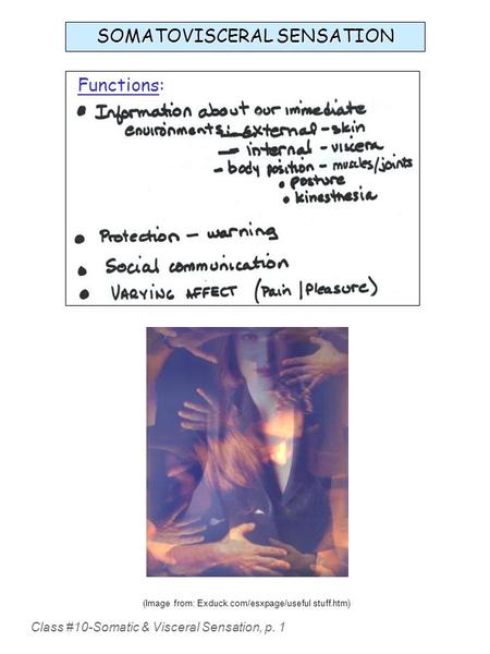 Class #10-Somatic & Visceral Sensation, p. 1 (Image from: Exduck.com/esxpage/useful stuff.htm) Functions: SOMATOVISCERAL SENSATION.