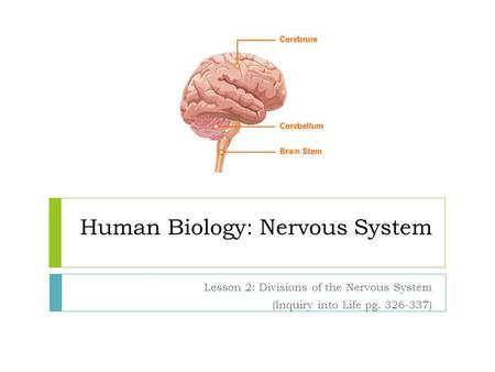 Human Biology: Nervous System Lesson 2: Divisions of the Nervous System (Inquiry into Life pg. 326-337)