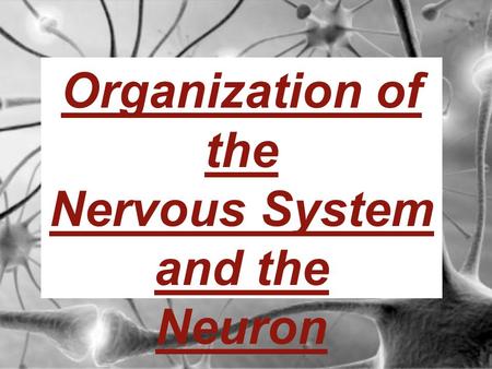 Organization of the Nervous System and the Neuron.