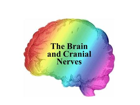 The Brain and Cranial Nerves