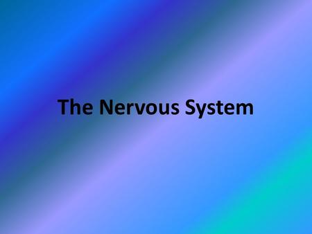 The Nervous System.