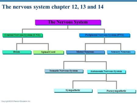 The nervous system chapter 12, 13 and 14