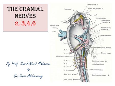 By Prof. Saeed Abuel Makarem &