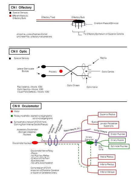 CN I Olfactory CN II Optic CN III Oculomotor Special Sensory