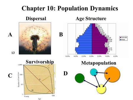 Chapter 10: Population Dynamics 13 AB C D Age Structure Metapopulation Dispersal Survivorship.