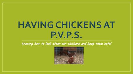 Having chickens at P.V.P.S.