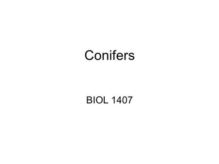 Conifers BIOL 1407. Seed Plants Vascular Tissue Produce seeds –Dispersal of offspring Produce pollen Sperm transfer without water.