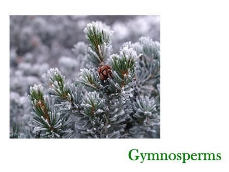 Gymnosperms.