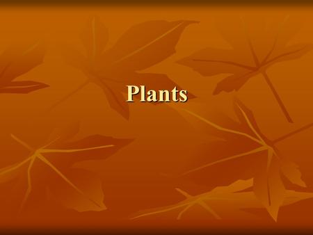 Plants.