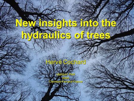 New insights into the hydraulics of trees