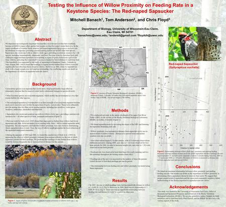 Figure 1. Aspen (Populus tremuloides) woodlands in close proximity to willows (Salix spp.); sap wells, and sap well visitors. Willows Aspens mercury.nineplanets.org.