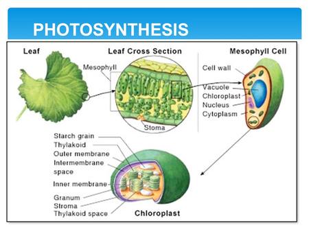 PHOTOSYNTHESIS.