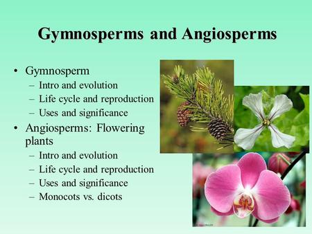 Gymnosperms and Angiosperms