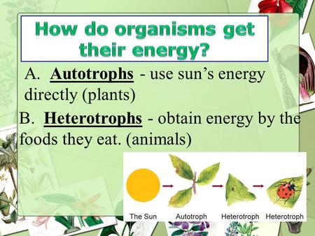 How do organisms get their energy?