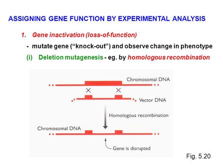 ASSIGNING GENE FUNCTION BY EXPERIMENTAL ANALYSIS