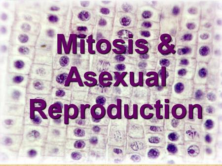 Mitosis & Asexual Reproduction