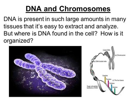 DNA and Chromosomes DNA is present in such large amounts in many tissues that it’s easy to extract and analyze. But where is DNA found in the cell? How.