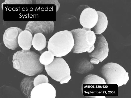 Yeast as a Model System MBIOS 520/420 September 29, 2005.